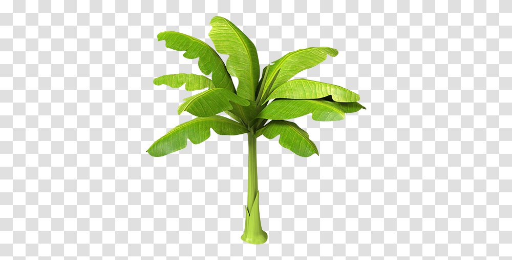 Amazing Picture Of A Banana Tree Stickers Arbre Bananier Palm Tree, Leaf, Plant, Green, Fern Transparent Png
