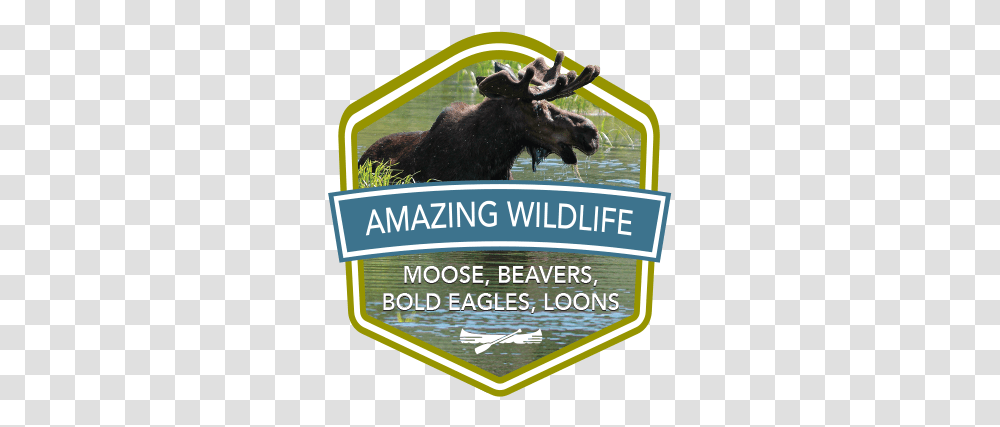 Amazing Wildlifeicon Katahdin Woods And Waters Scenic Byway, Moose, Mammal, Animal, Poster Transparent Png