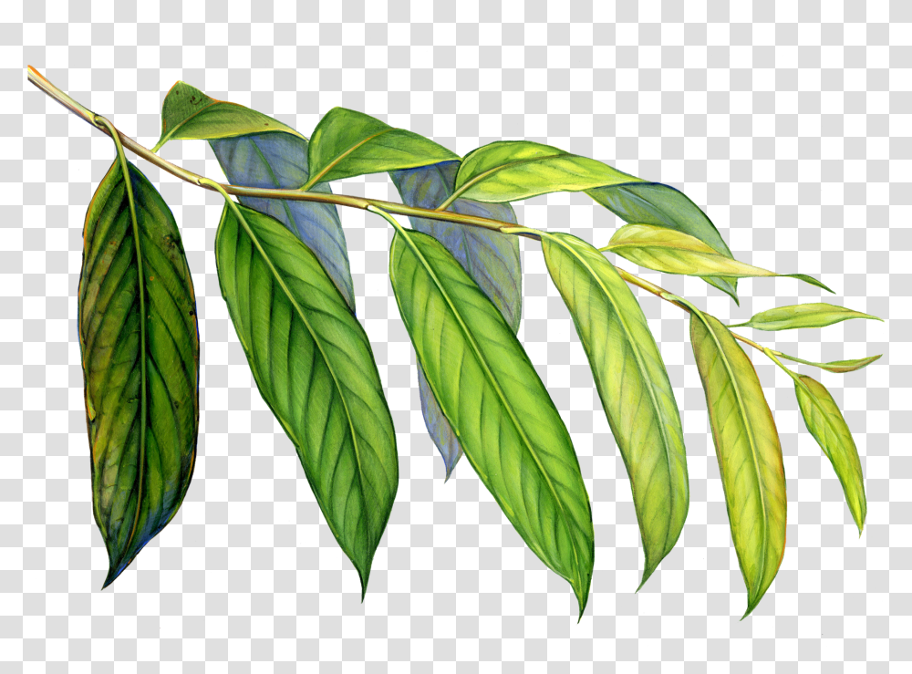 Amazon Drawing Tropical Evergreen Forest Huge Freebie Elm, Leaf, Plant, Veins, Annonaceae Transparent Png