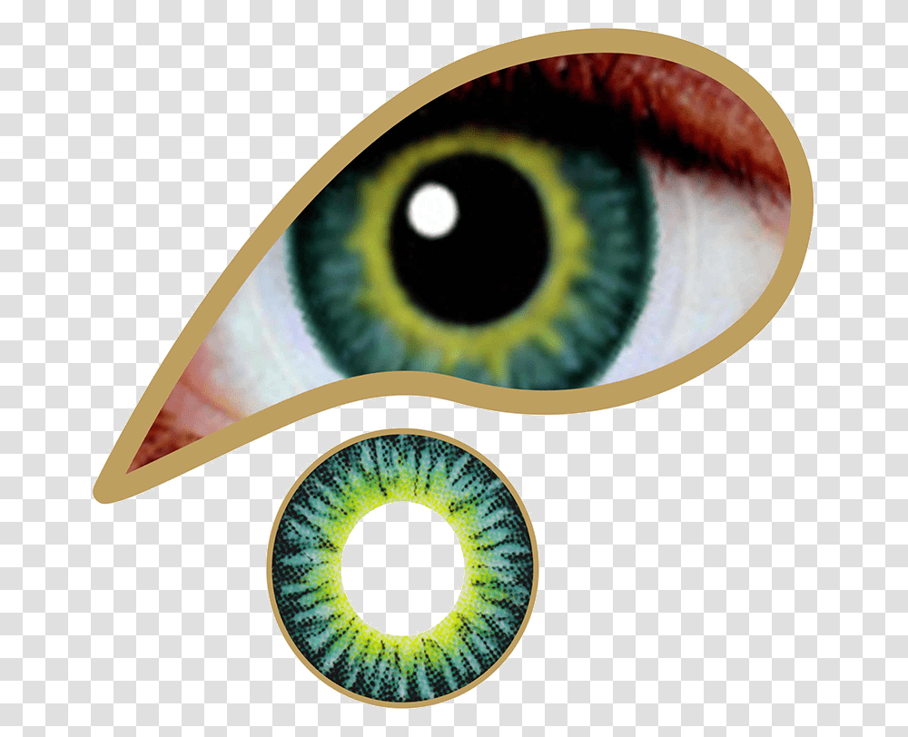 Amazon Green Contact Lenses Colored Contacts Mesmereyez Golden Brown, Art, Graphics, Photography, Tape Transparent Png
