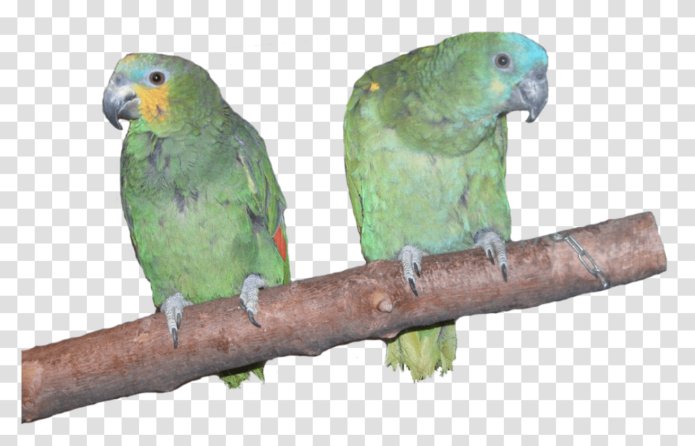 Amazon Parrots, Bird, Animal, Parakeet, Macaw Transparent Png