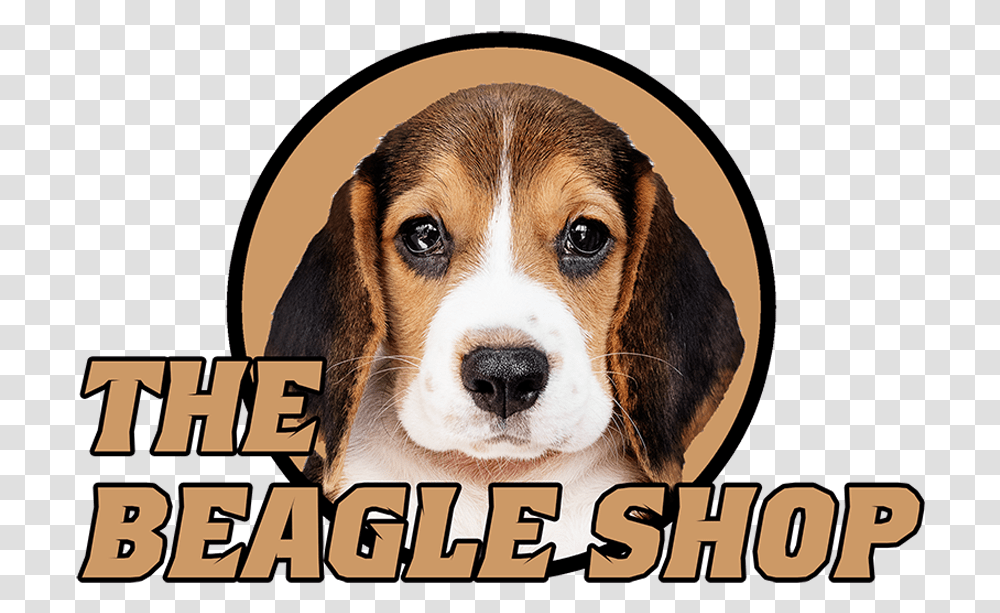 Amazoncom Beagle Shop Classic, Hound, Dog, Pet, Canine Transparent Png