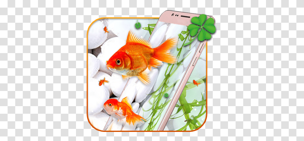 Amazoncom Gold Koi Fish Live Wallpaper Appstore For Android Feeder Fish, Goldfish, Animal Transparent Png