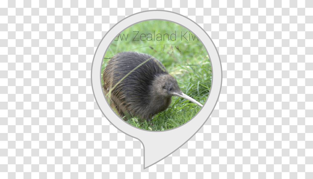 Amazoncom Kiwi Facts Alexa Skills Kiwi, Bird, Animal, Kiwi Bird, Rat Transparent Png