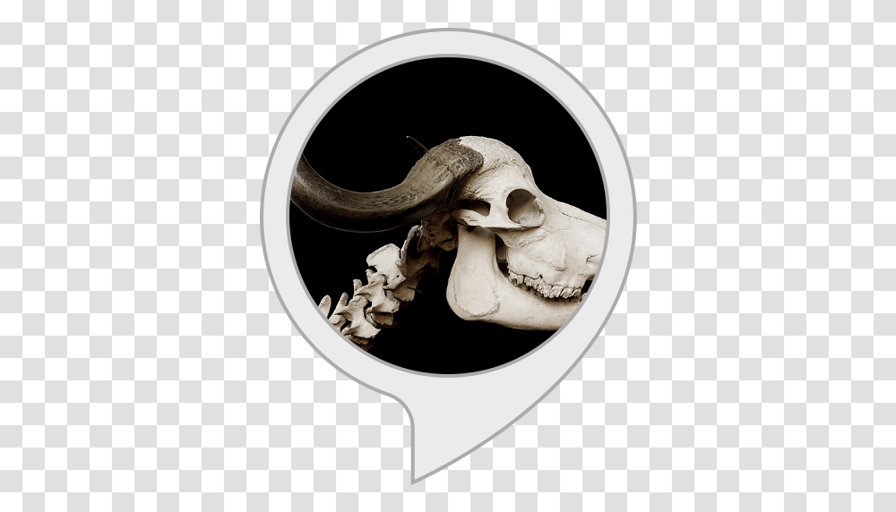 Amazoncom Spooky Music Alexa Skills Bull Skull And Jaw, Skeleton, Ivory Transparent Png