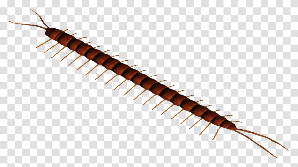 Amazonian Giant Centipede Millipedes, Nature, Outdoors, Astronomy, Tree Transparent Png