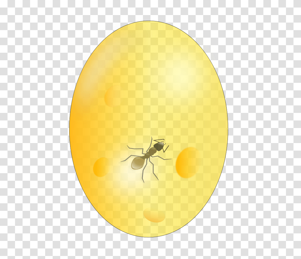 Amber, Animals, Insect, Invertebrate, Spider Transparent Png