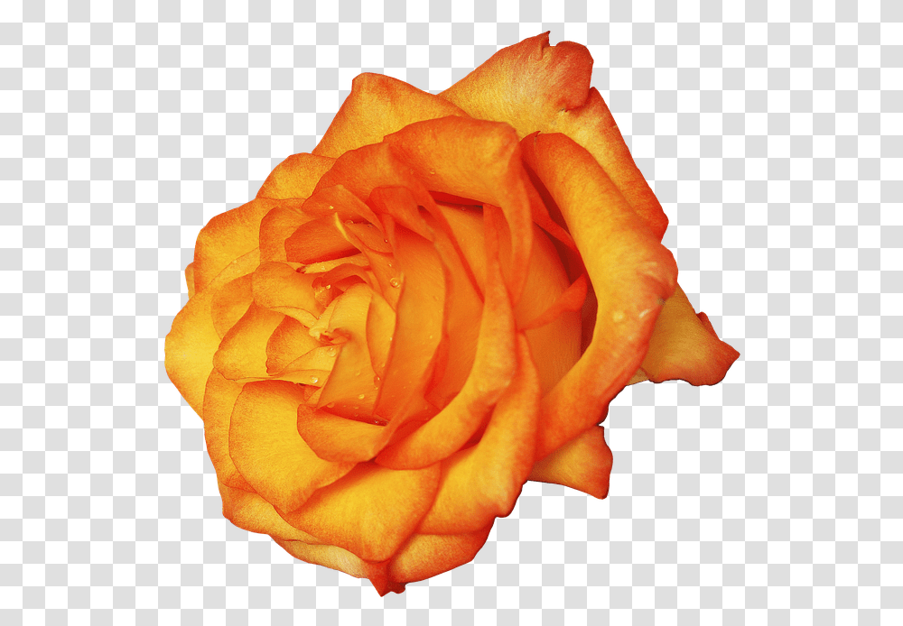 Amber Rose Garden Roses, Flower, Plant, Blossom, Petal Transparent Png