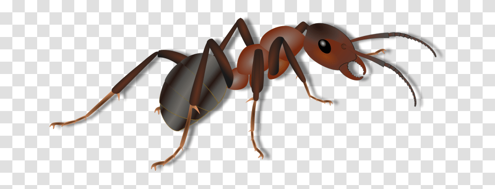 Ameise, Animals, Invertebrate, Insect, Ant Transparent Png