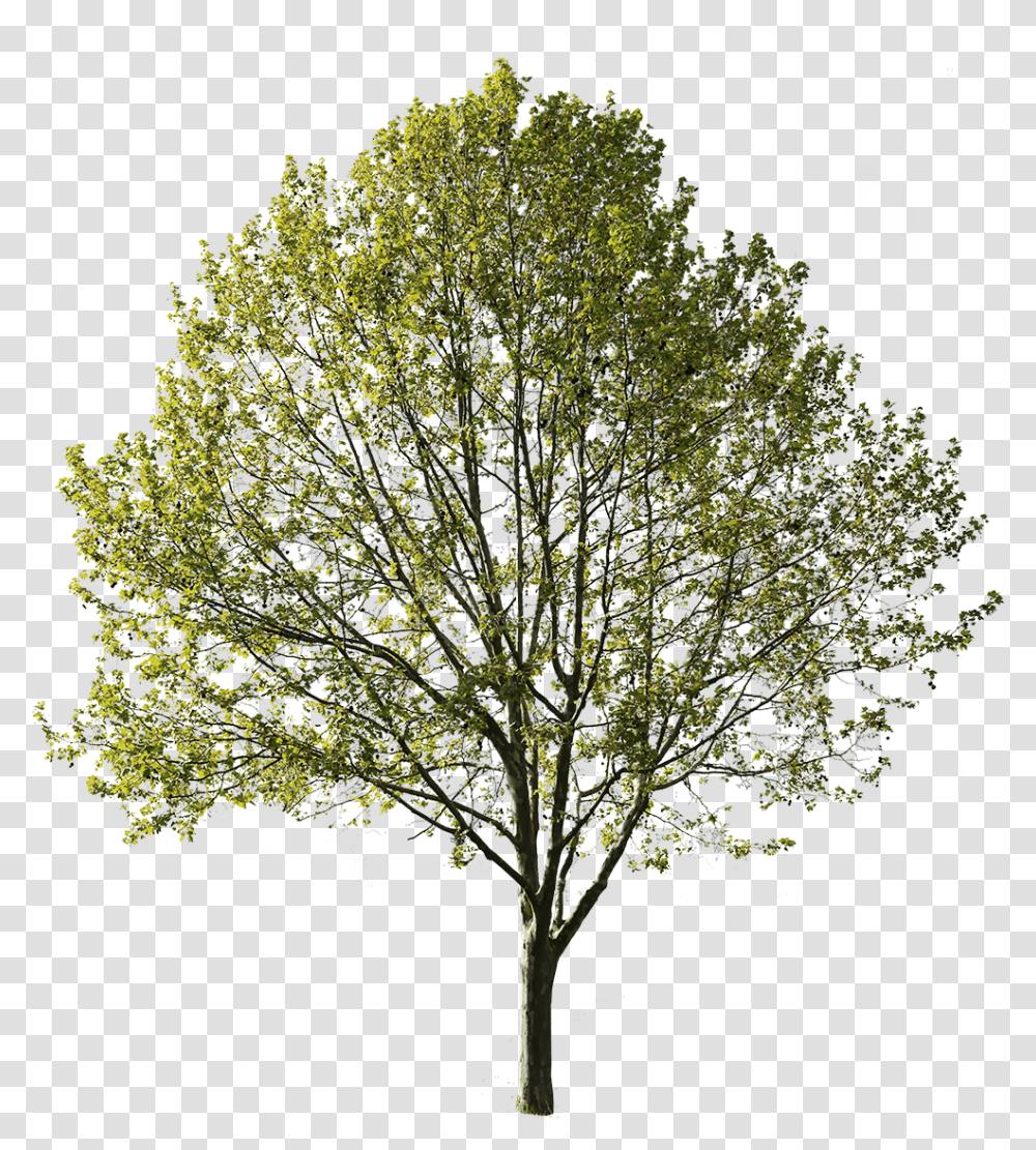 Amelanchier, Tree, Plant, Tree Trunk, Fir Transparent Png