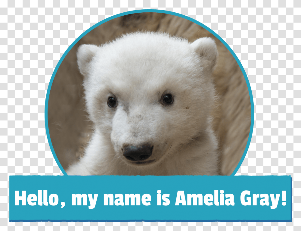 Amelia Gray Polar Bear, Wildlife, Mammal, Animal, Dog Transparent Png