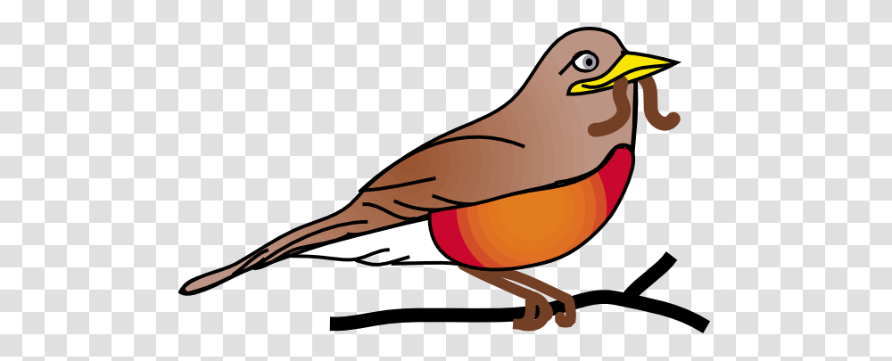 Amercan Rob Clip Arts Download, Bird, Animal, Beak, Finch Transparent Png