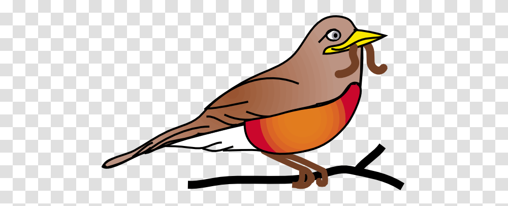 Amercan Robin Clip Art, Bird, Animal, Beak, Finch Transparent Png