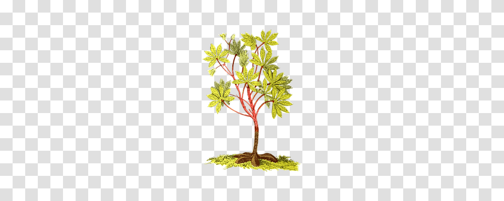 America Nature, Tree, Plant, Leaf Transparent Png