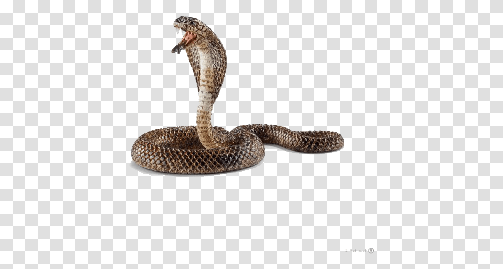 America Cobra, Snake, Reptile, Animal Transparent Png