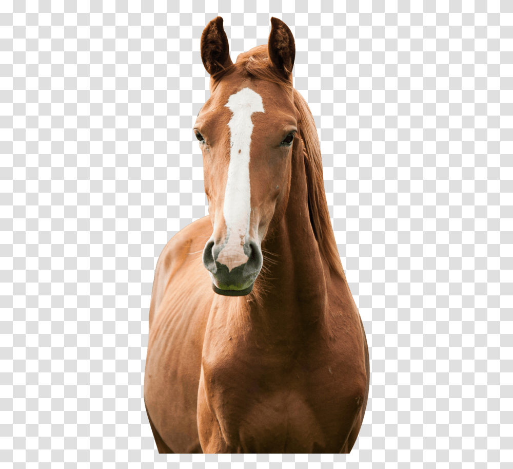 America's Toughest Sheriff Horse Keeping, Mammal, Animal, Colt Horse, Foal Transparent Png