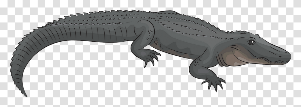 American Alligator, Crocodile, Reptile, Animal, Dinosaur Transparent Png
