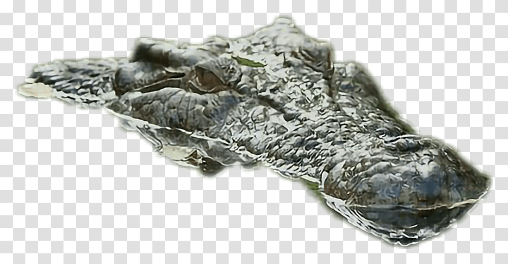 American Alligator Download, Fossil, Turtle, Reptile, Sea Life Transparent Png