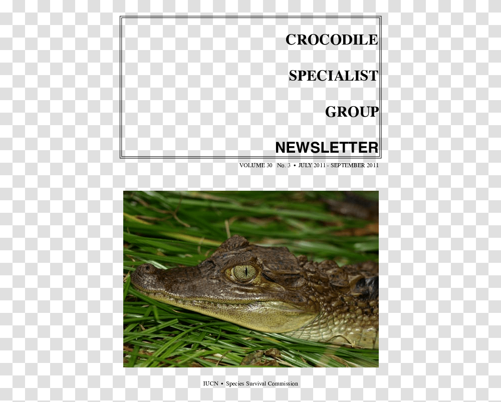 American Alligator, Lizard, Reptile, Animal, Crocodile Transparent Png