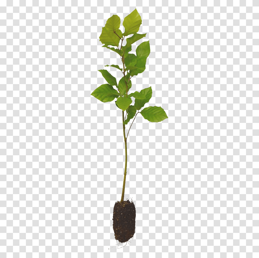 American Aspen, Leaf, Plant, Flower, Green Transparent Png