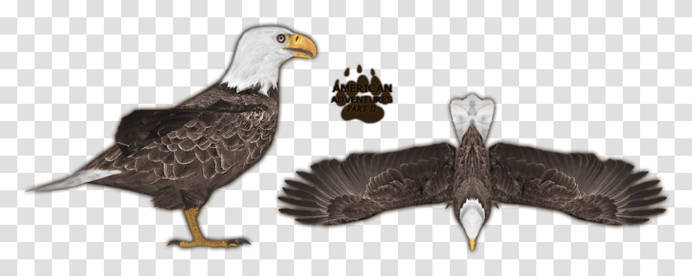 American Bald Eagle, Bird, Animal, Beak Transparent Png