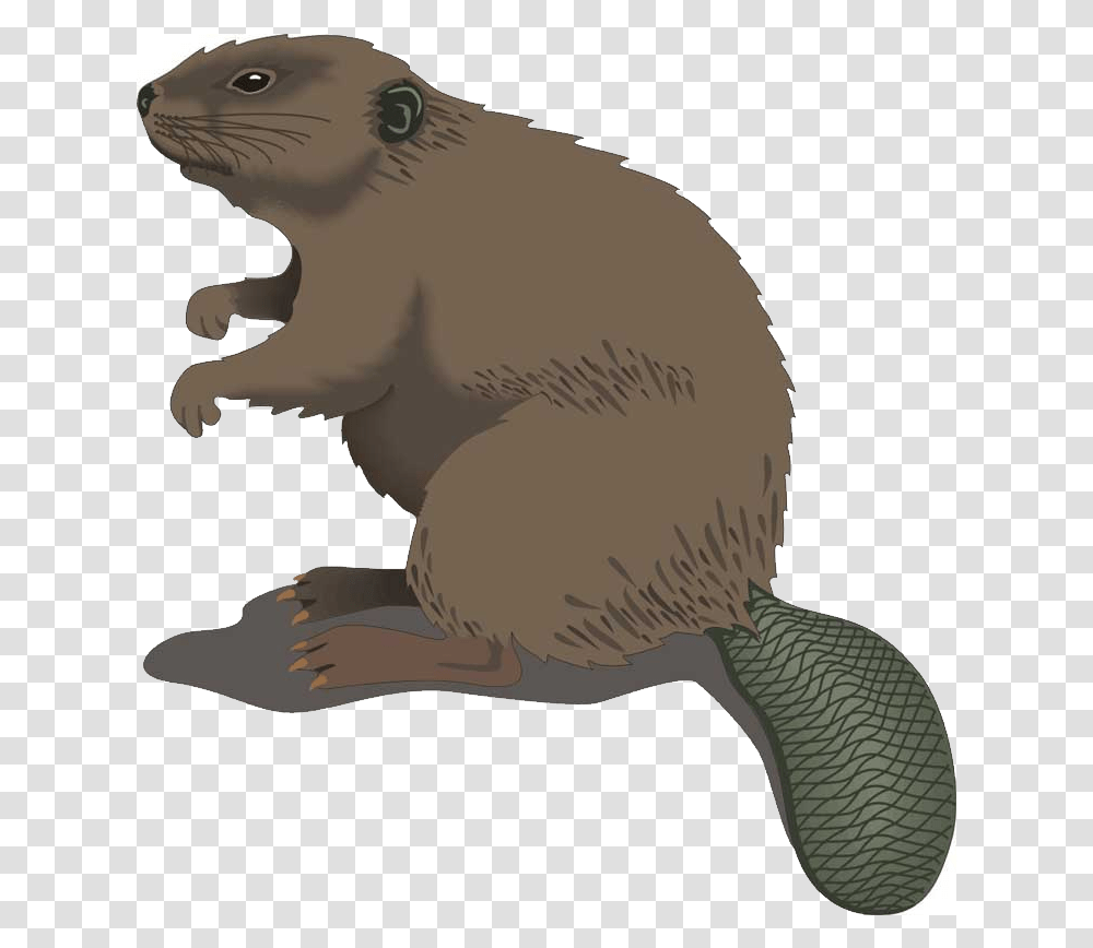American Beaver Diet Beaver Clip Art, Mammal, Animal, Rodent, Wildlife Transparent Png