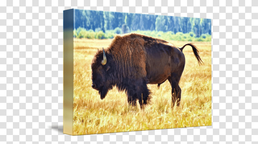 American Bison By Bison, Cow, Cattle, Mammal, Animal Transparent Png