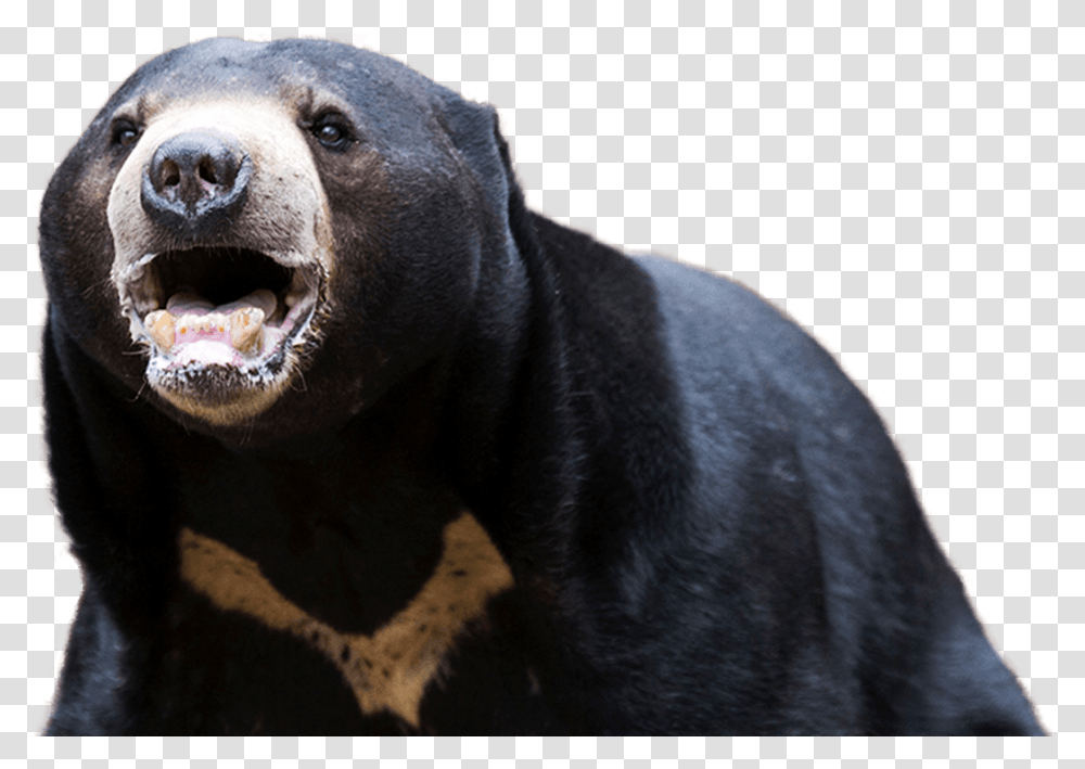 American Black Bear Background Sun Bear, Wildlife, Mammal, Animal, Brown Bear Transparent Png