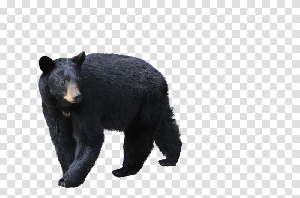 American Black Bear Black Bear, Wildlife, Mammal, Animal Transparent Png