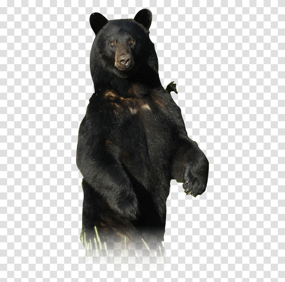 American Black Bear, Wildlife, Animal, Mammal, Gorilla Transparent Png