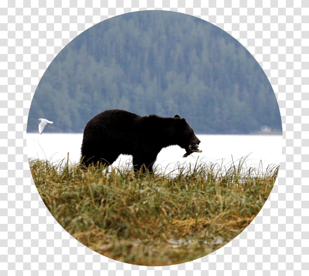 American Black Bear, Wildlife, Mammal, Animal, Bird Transparent Png