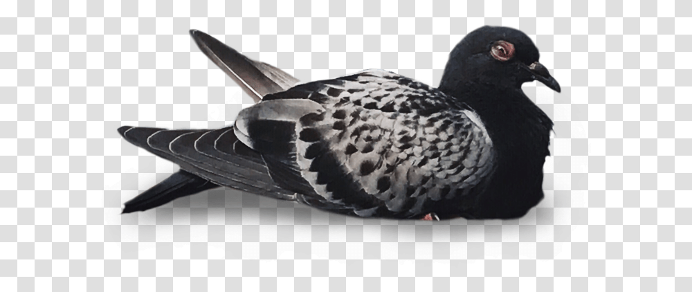 American Black Duck, Bird, Animal, Waterfowl, Beak Transparent Png