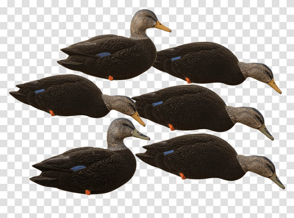 American Black Duck, Waterfowl, Bird, Animal, Anseriformes Transparent Png