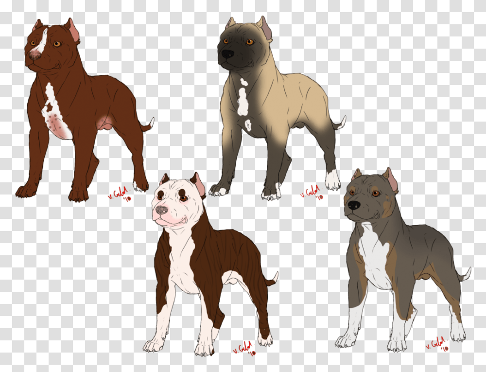 American Bully American Pit Bull Terrier American Bulldog, Mammal, Animal, Pet, Canine Transparent Png