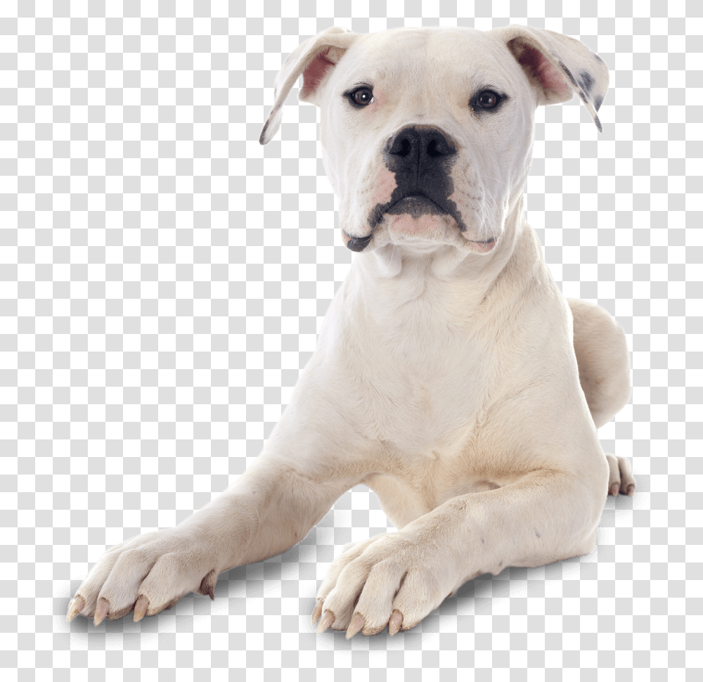 American Bully And Germen Shepard, Dog, Pet, Canine, Animal Transparent Png
