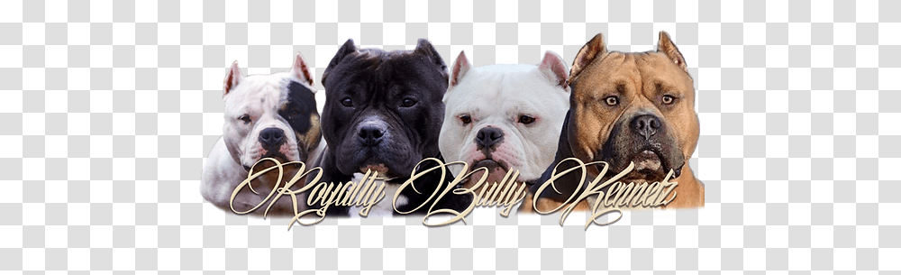 American Bully Kennel Collar, Bulldog, Pet, Canine, Animal Transparent Png