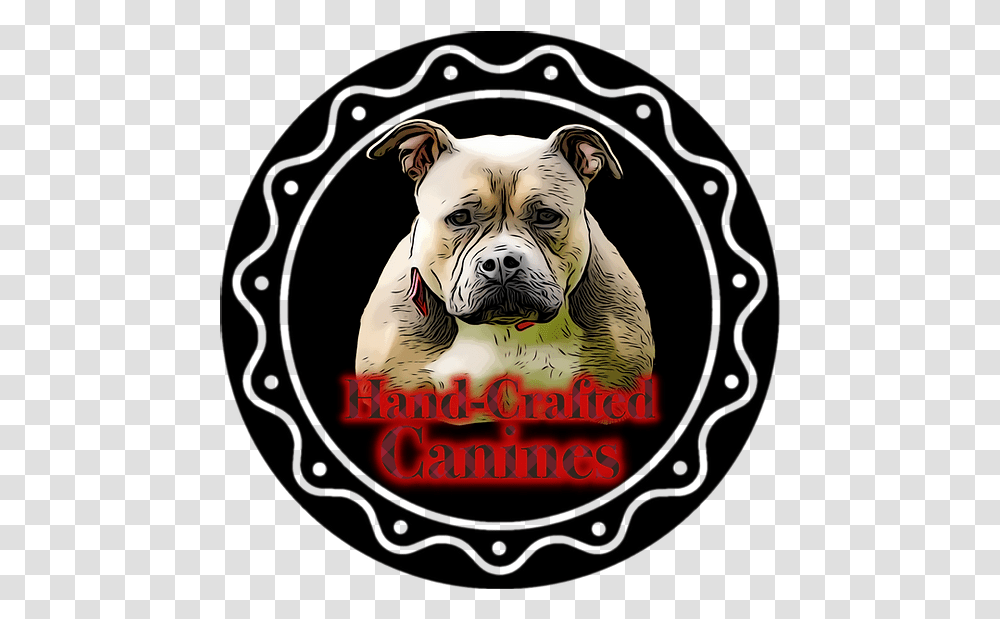 American Bully White English Bulldog, Pet, Canine, Animal, Mammal Transparent Png