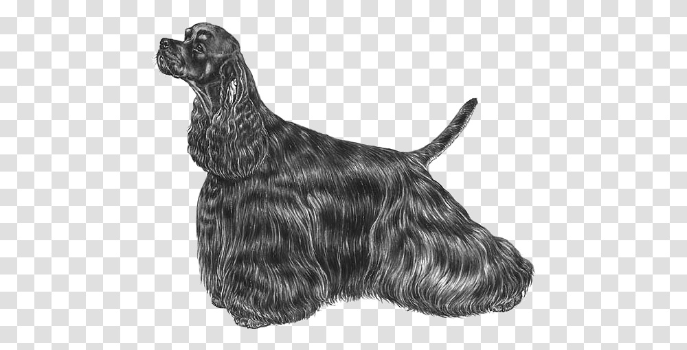 American Cocker Spaniel, Chicken, Poultry, Fowl, Bird Transparent Png