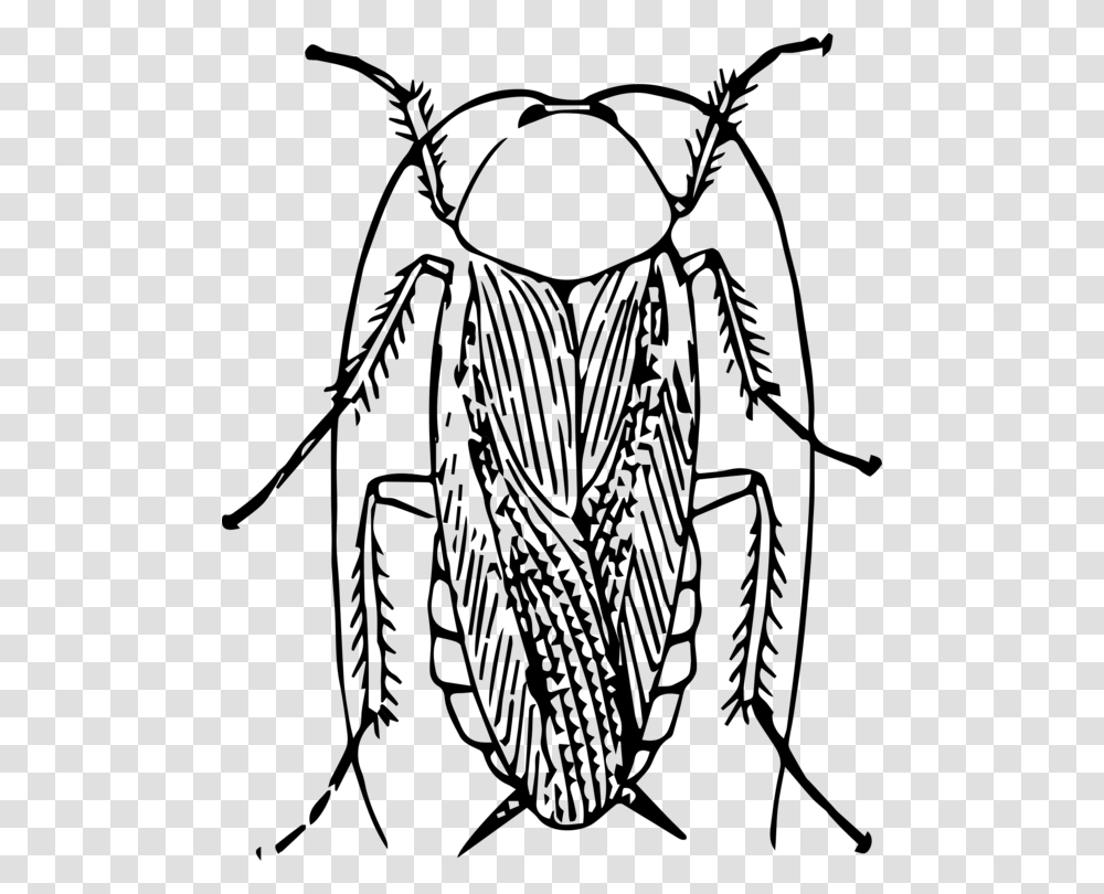 American Cockroach Black And White Insect Drawing, Gray, World Of Warcraft Transparent Png