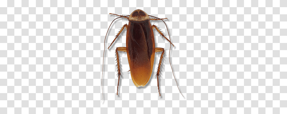 American Cockroach Cockroach, Insect, Invertebrate, Animal, Bow Transparent Png