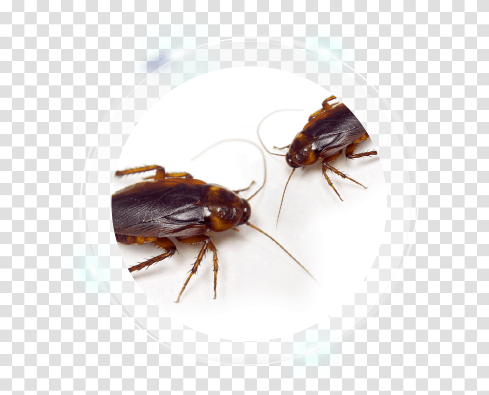 American Cockroach, Insect, Invertebrate, Animal, Spider Transparent Png