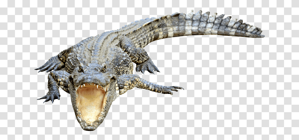 American Crocodile, Lizard, Reptile, Animal, Alligator Transparent Png