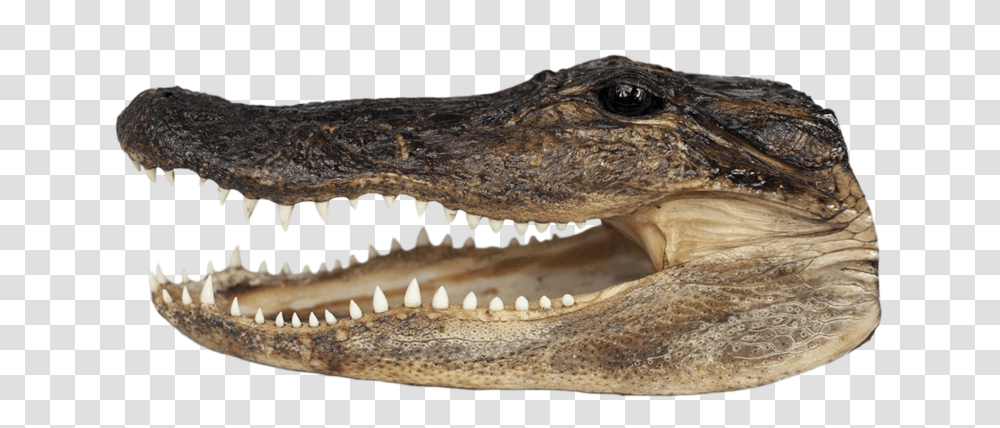 American Crocodile, Reptile, Animal, Alligator, Lizard Transparent Png