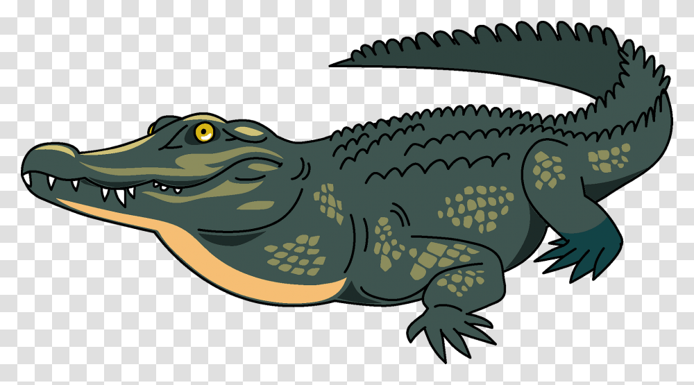 American Crocodile, Reptile, Animal, Alligator Transparent Png