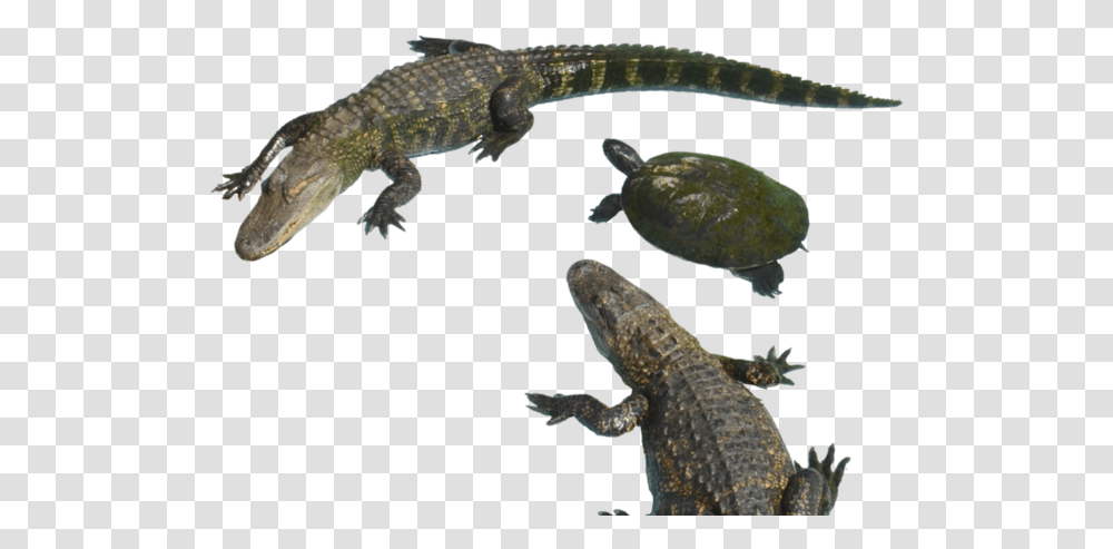 American Crocodile, Reptile, Animal, Lizard, Gecko Transparent Png