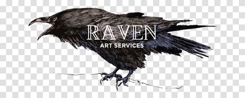 American Crow, Bird, Animal, Beak, Blackbird Transparent Png