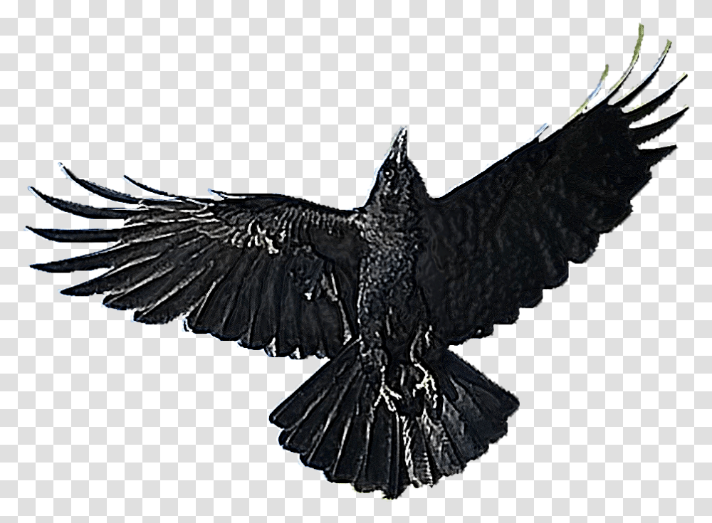 American Crow, Bird, Animal, Blackbird, Agelaius Transparent Png