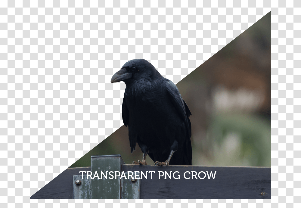 American Crow, Bird, Animal, Blackbird, Agelaius Transparent Png