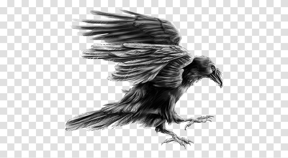 American Crow, Bird, Animal, Eagle, Flying Transparent Png