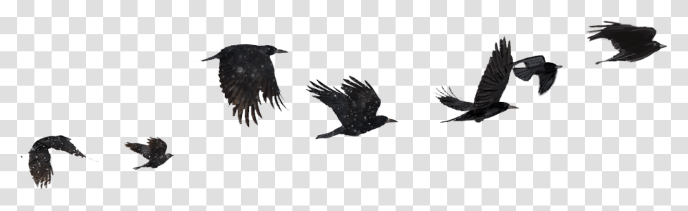American Crow, Bird, Animal, Flying, Blackbird Transparent Png